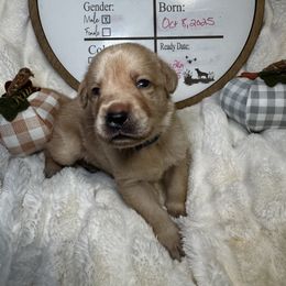 Casper - Yellow male Labrador Retriever puppy in Troy, South Carolina from Wicked Flyer Retrievers