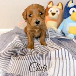 Chili - Red  female Goldendoodle puppy in Melba, Idaho from KZ Doodles