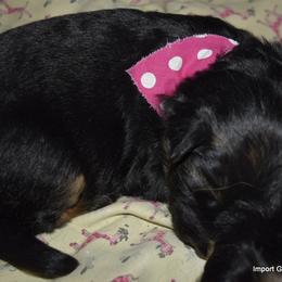 German Shepherd Puppies from Import German Shepherds of Kansas