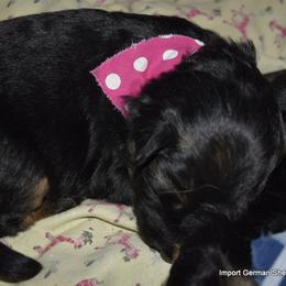 German Shepherd Puppies from Import German Shepherds of Kansas