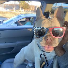 Bruce - Fawn male French Bulldog puppy in Murphy, Texas from Mathew Household Frenchies