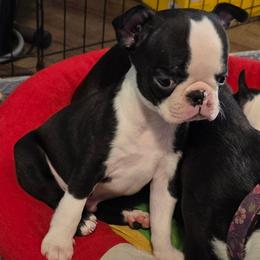 Beau (read description) - Black and white male Boston Terrier puppy in Denver, Colorado from Diamonds In The Ruff Boston Terriers
