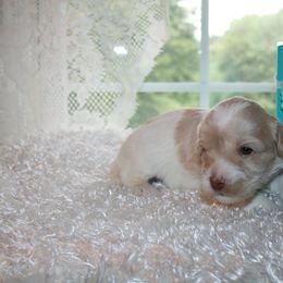 Australian Labradoodle Puppies from Windsor Creek Labradoodles