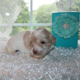 Australian Labradoodle Puppies from Windsor Creek Labradoodles