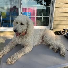 Piper - Goldendoodle