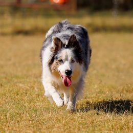 Border Collies from Serendipity Border Collies
