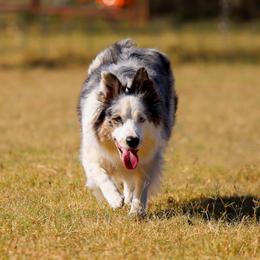 Border Collies from Serendipity Border Collies