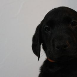 Golden Retriever and Labrador Retriever Puppies from Trenlock Kennels