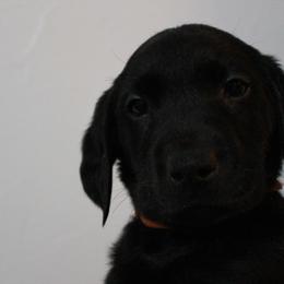 Golden Retriever and Labrador Retriever Puppies from Trenlock Kennels