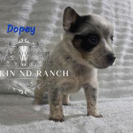 Dopey - Blue male Australian Cattle Dog puppy in Silsbee, Texas from Rockin ND Ranch