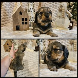 Shaded Cream - Cream female Dachshund puppy in Panama City Fl, Florida from Southern Bliss Doxies