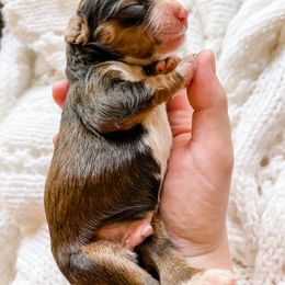 Bernedoodle, Cavalier King Charles Spaniel, and Goldendoodle Puppies from Little Acorn Doodle