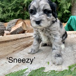 Bernedoodle Puppies from Ponderosa Puppy