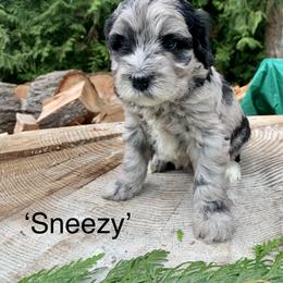 Bernedoodle Puppies from Ponderosa Puppy