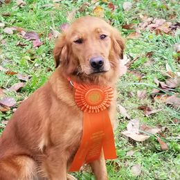 Ginger - Golden Retriever