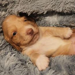 Charlie - Red male Dachshund puppy in Strafford, Missouri from LL Weens