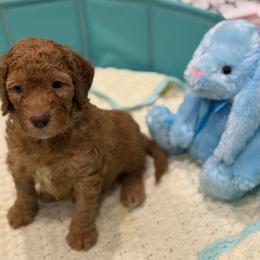 Bear - Red  male Goldendoodle puppy in Maricopa, Arizona from AZ Designer Goldendoodles