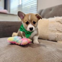 Lulu's Green Boy - White and red male Pembroke Welsh Corgi puppy in Vilonia, Arkansas from Lucky Pups Corgis