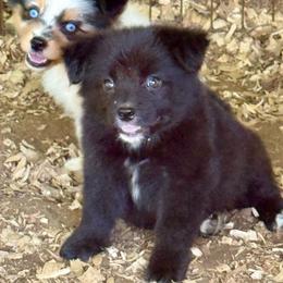 Woody - Black tri male Miniature Australian Shepherd puppy in Patterson, North Carolina from DreamLine Aussies