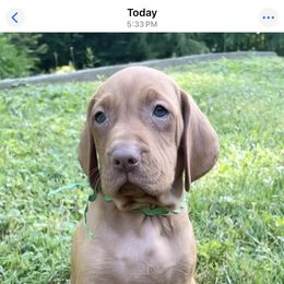 Flanders - Golden rust male Vizsla puppy in Bloomington, Indiana from Envizion