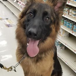German Shepherds from Maverick GSK