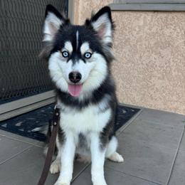 Frankie - Black and white female Pomsky puppy in La Verne, California from Red Cedar Pomskies