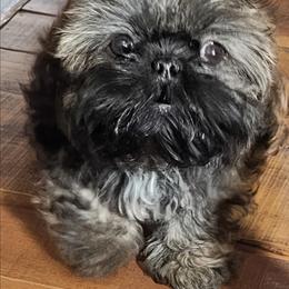 Callie - Shih Tzu