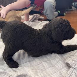 Goldendoodle Puppies from Dani’s Doodles