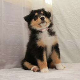 Ninja - Black white and tan female Collie puppy in Mattoon, Illinois from Gold Leaf Collies