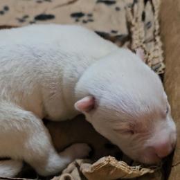 Male 1 - White male Siberian Husky puppy in Lake Arthur, Louisiana from Gingers Husky Mansion