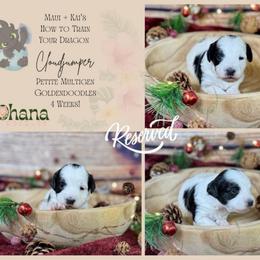 Cloudjumper - Parti female Goldendoodle puppy in Haltom City, Texas from Ohana Doodles