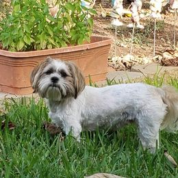 Shih Tzus from Hart of Texas Shih Tzu
