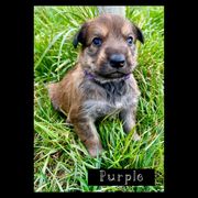 Berger Picard Puppies from Zia Picards Kennel
