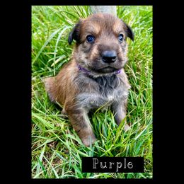 Berger Picard Puppies from Zia Picards Kennel