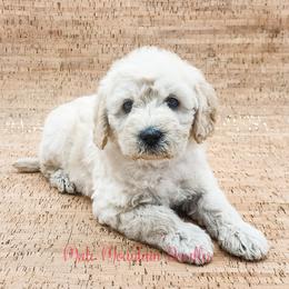 Double Doodle, Labradoodle, and Sheepadoodle Puppies from Mule Mountain Doodles