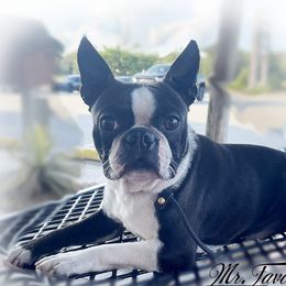 Mr. Favor - Boston Terrier