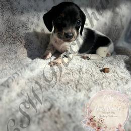 Dachshund Puppies from CSW Dachshunds