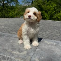 Caramel - Caramel male Australian Labradoodle puppy in Nashville, Tennessee from SF Australian Labradoodles