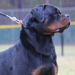 Rottweilers from Amberbaum Farms