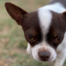 Romeo - Chihuahua