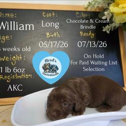 William - Chocolate male Dachshund puppy in Hoquiam, Washington from Heyd's Mini Dachshunds