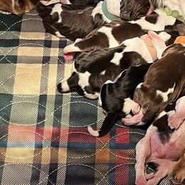 English Springer Spaniels from Sue's Springers