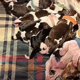 English Springer Spaniels from Sue's Springers