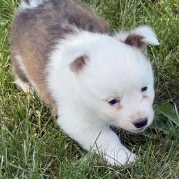Fabulous Finn - White and red male Pembroke Welsh Corgi puppy in Heyworth, Illinois from Schumaker Corgis