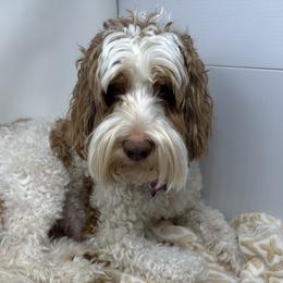 Kali - Australian Labradoodle