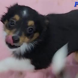PETUNIA BTF - Black tri female Toy Australian Shepherd puppy in Norwood, Missouri from Looney Farm’s Toy & Mini Aussies