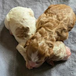 Girl 1 - Red  female Goldendoodle puppy in Austin, Texas from Doodles Fur Days