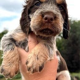 Python - Tri-Roan male English Springer Spaniel puppy in Bay City, Wisconsin from Springer Hills Farm