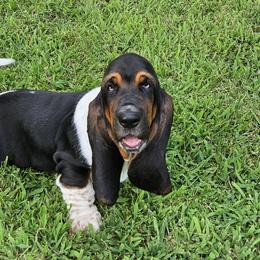 Basset Hound All Grown Up from Tater's Tots
