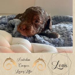 Louis Vitton (tan) - Chocolate male Cavapoo puppy in West Haven, Utah from Harper Haven Cavapoos & Doodles